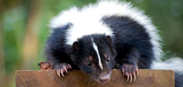skunk control